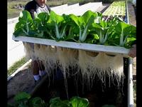 Hydroponics Operation