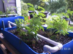 Working Apartment Aquaponics System